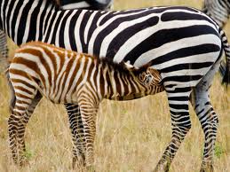 Two Zebras.